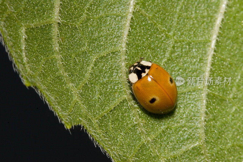 橙色瓢虫 (Adalia bipunctata)